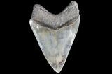 Nice, Fossil Megalodon Tooth - Glossy Enamel #86681-2